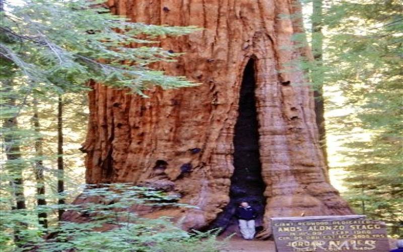 Stagg Tree nearby. The 5th largest tree in the world