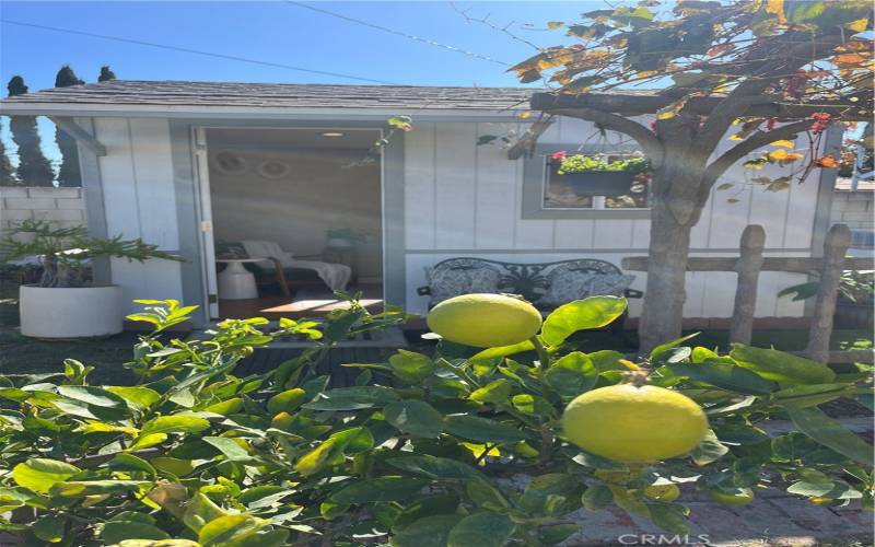 Lime, kumquat and Meyer lemon trees