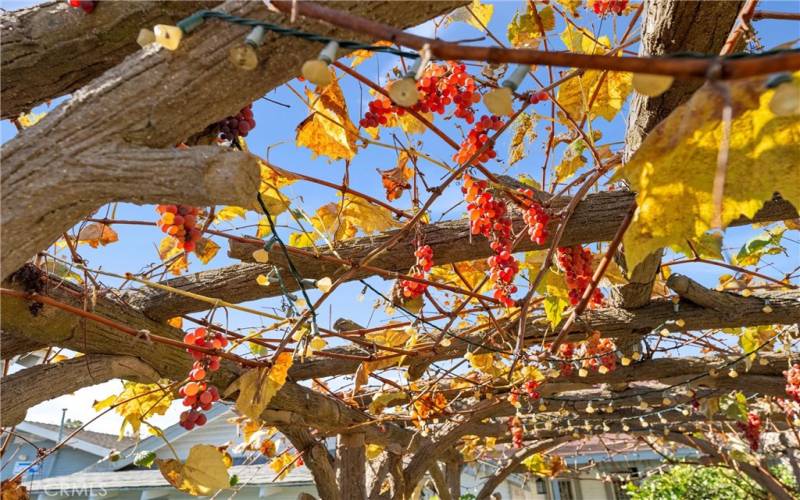 Concord Grape Vines