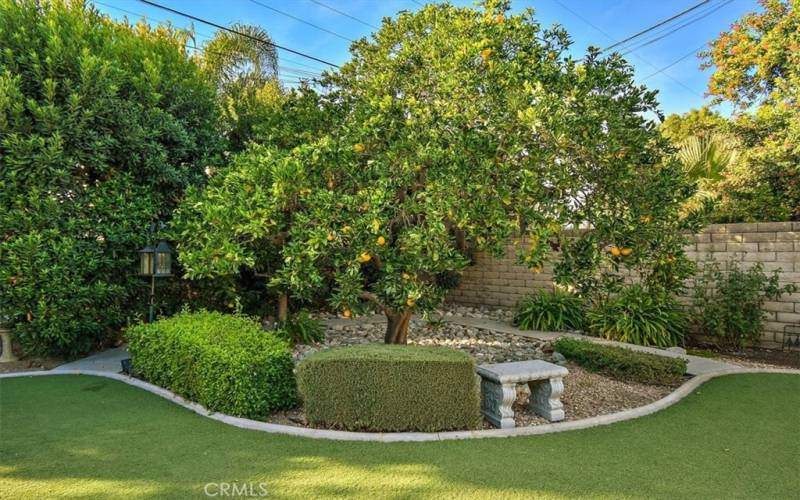 orange tree over 65 years old