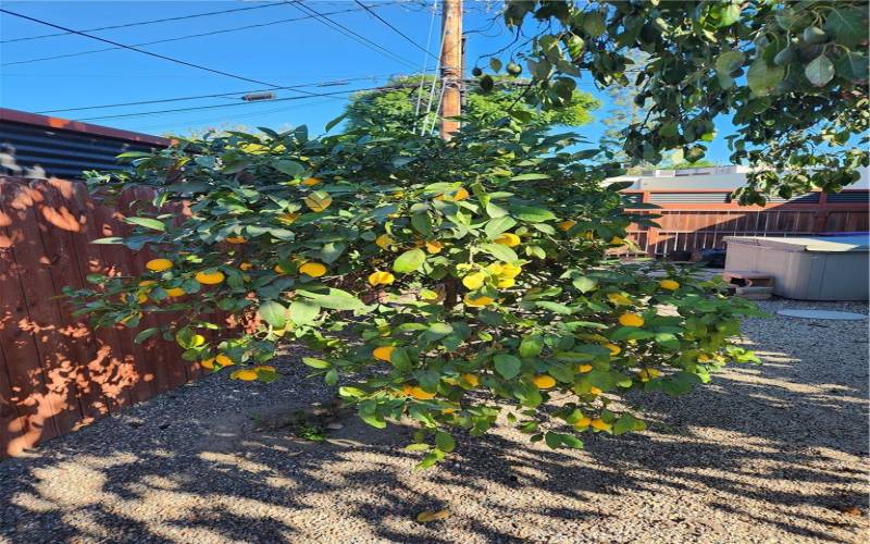 Meyer Lemon Tree