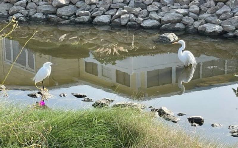 Previous winter egret. Photo taken from porch