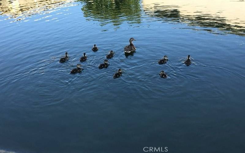 Previous winter with ducks in canal