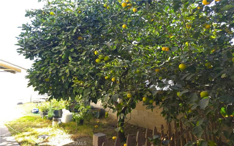 mature grapefruit, orange, lemon trees