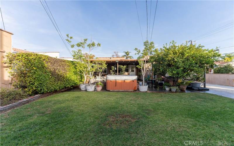 Backyard and lemon tree