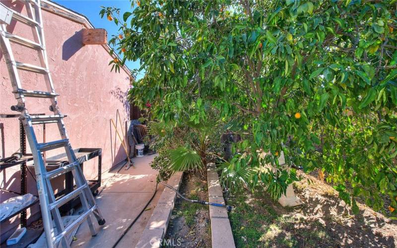 the south side yard, fruit trees