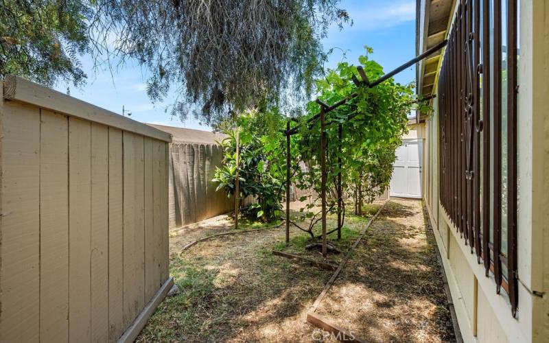 Walkway to Unit E & Shed. Fruit Trees & Grapevines