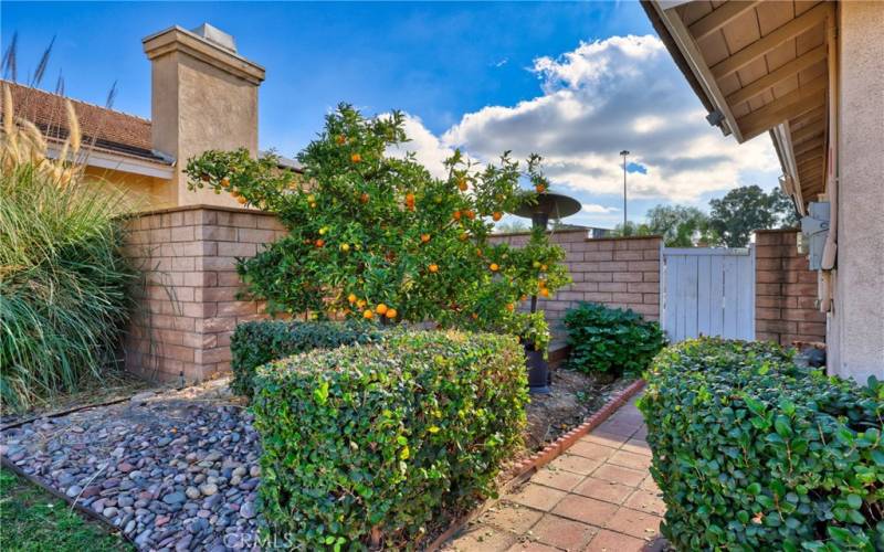 Orange Tree on Side of Home