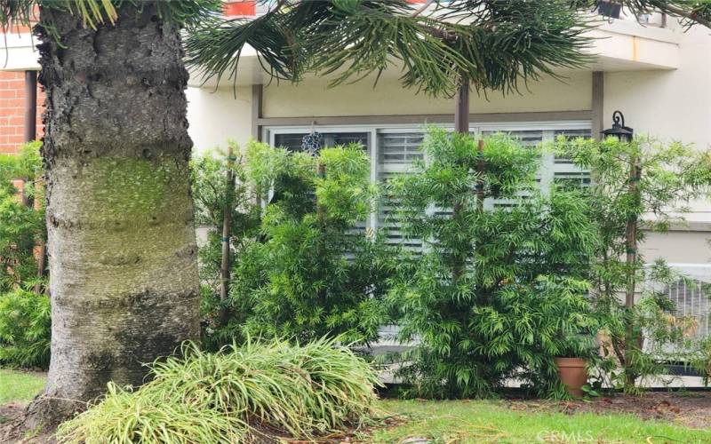 View of privacy shrubbery. Gigantic Norfolk Pine Tree in the Back Yard.