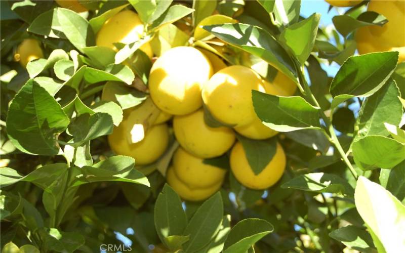 Lots of Fruit Trees