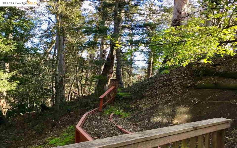 The path to the wood seen from the house.