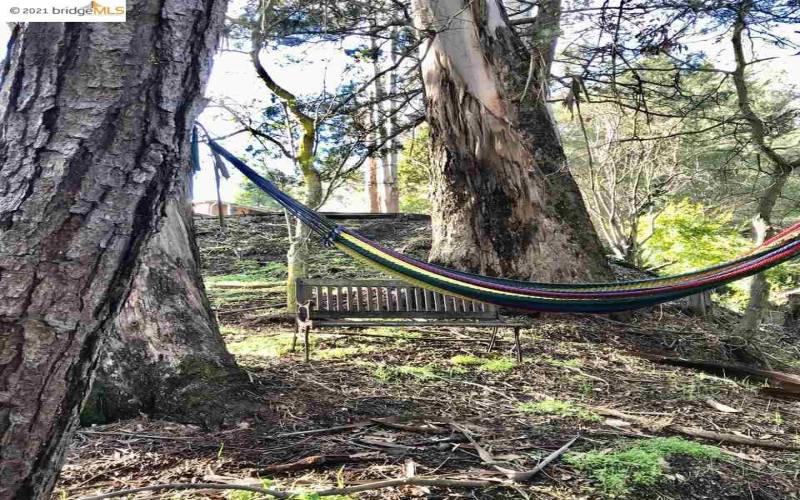 Hammock and bench.