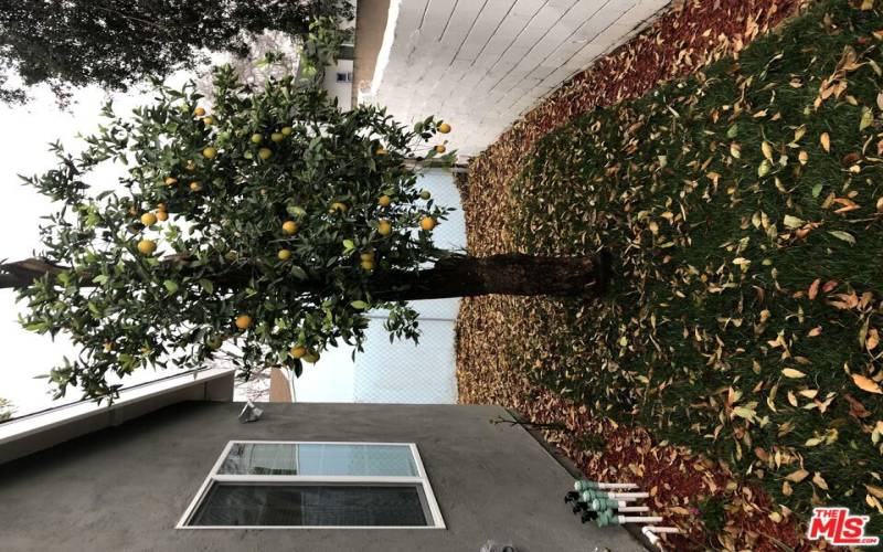 SIDE YARD WITH LEMON TREE