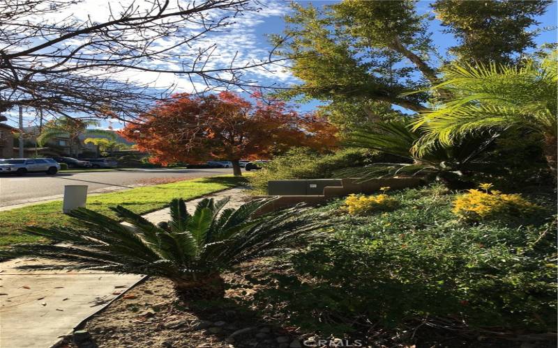 landscape at side of the house by the side gate.