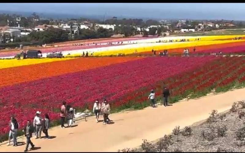 Carlsbad Flower Fields