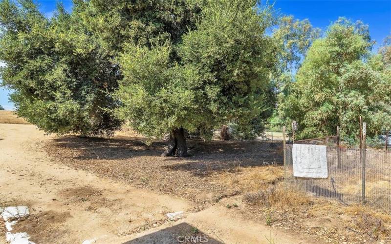 Beautiful Oaks trees in various areas of this property