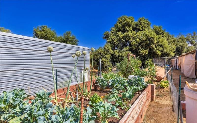 Garden box between workshop and guest house