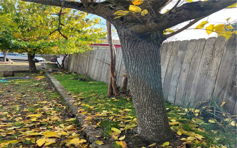 Front Yard fence line