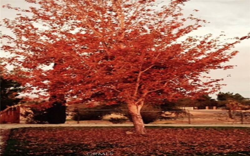 Blooming tree