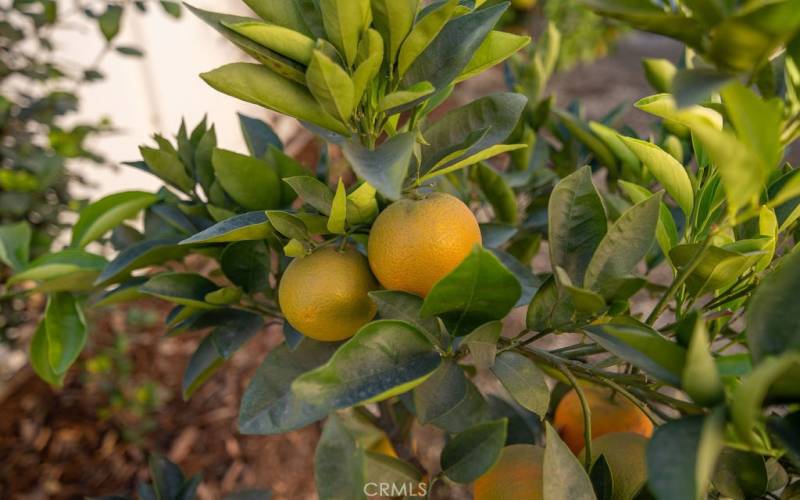 Mature Citrus Tree