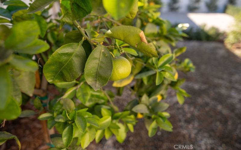 Mature Citrus Tree