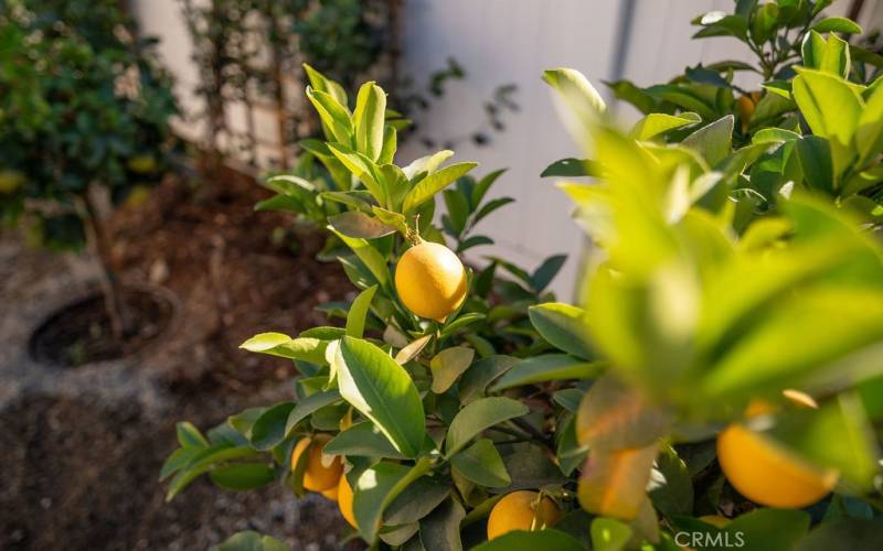 Mature Citrus Tree