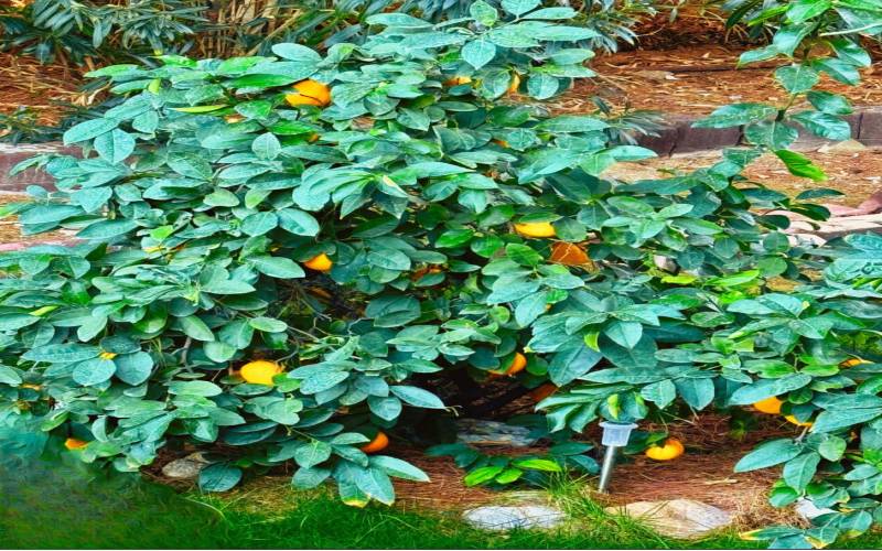 Dwarf lemon tree