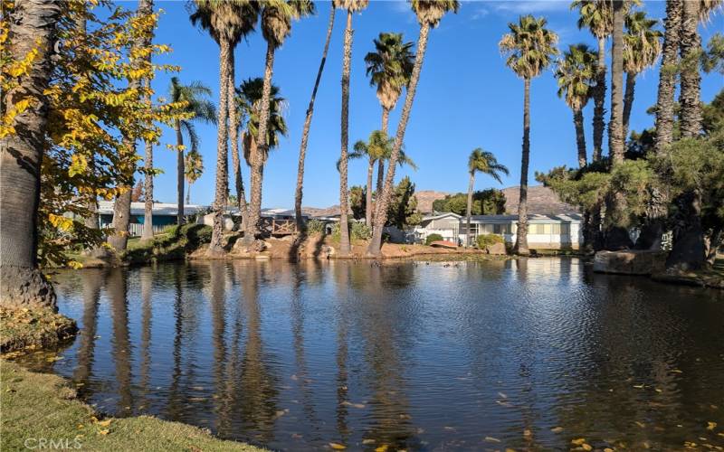 Community pond