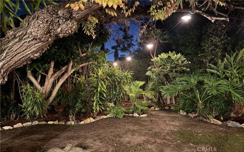 Night view of the backyard.