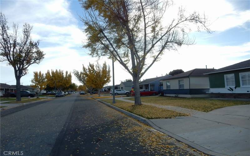 Great tree lined street with fall colors.