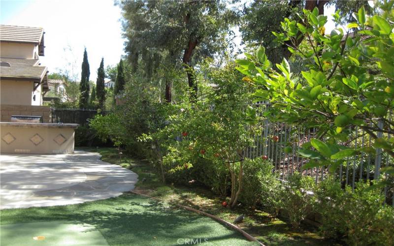 Backyard with fruit trees