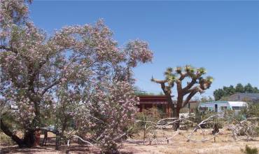 64838 Walpi Drive, Joshua Tree, California 92252, ,Land,Buy,64838 Walpi Drive,JT24224305