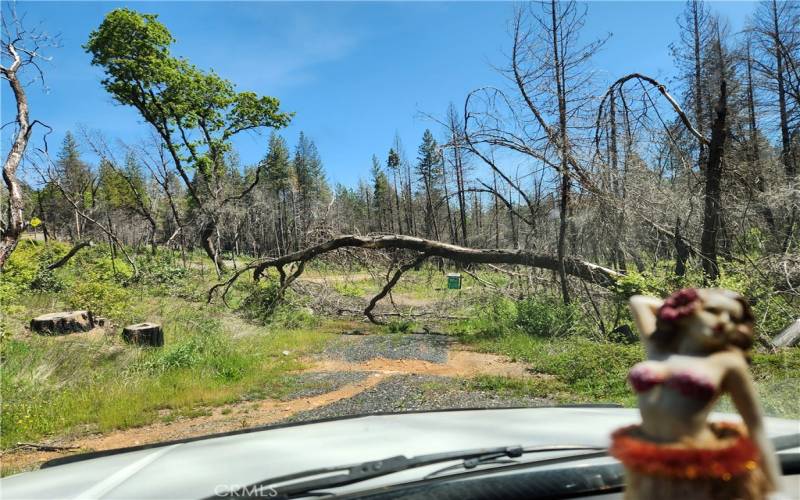 Entrance--recent tree fell over