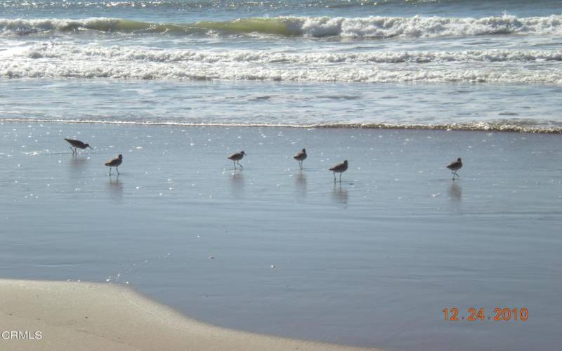 Sandpipers