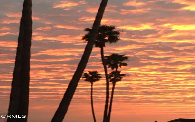 Palm trees against the night sky