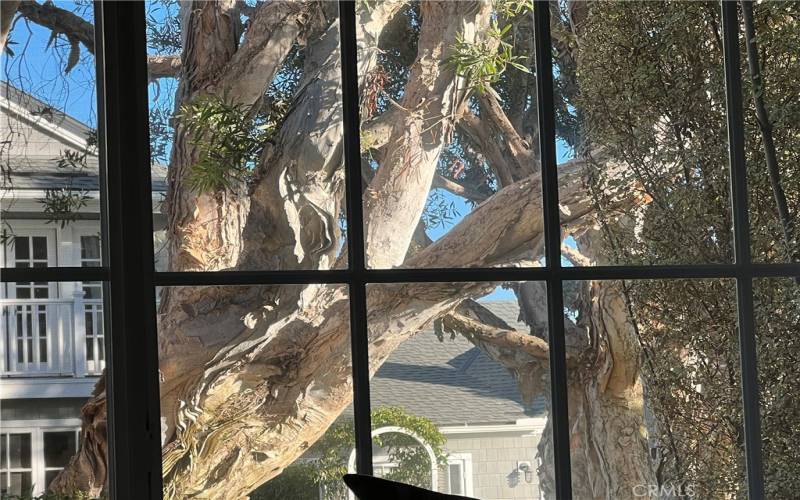 View of beautiful Melaleuca Trees from the  living room.