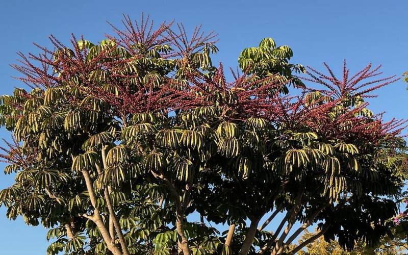 Octopus Tree Blooming