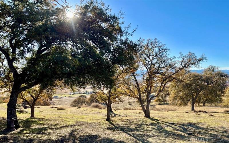 Beautiful Oaks