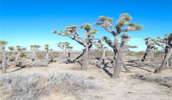 Joshua Tree woodland