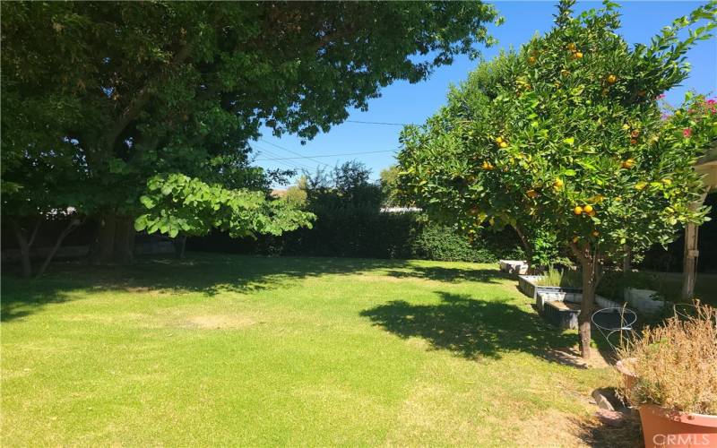 Backyard with fruit Trees