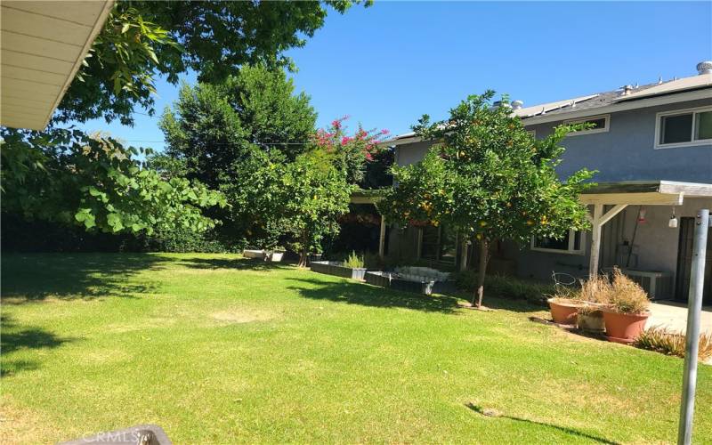 Backyard with fruit Trees