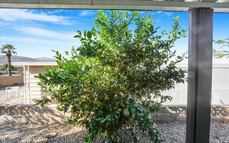 lemon tree off patio area