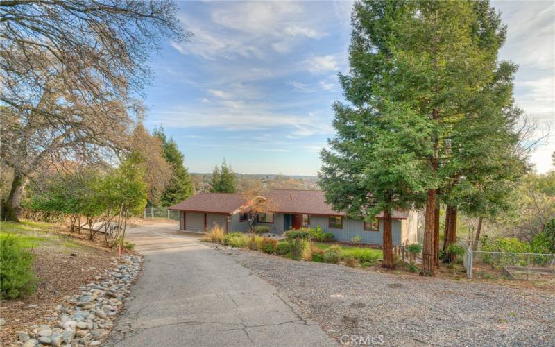 Matured redwoods for privacy