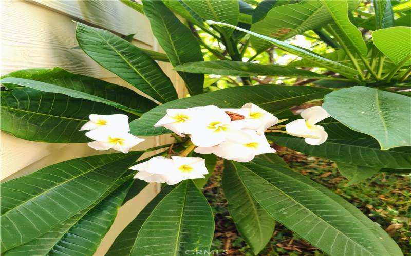 Plumeria in patio