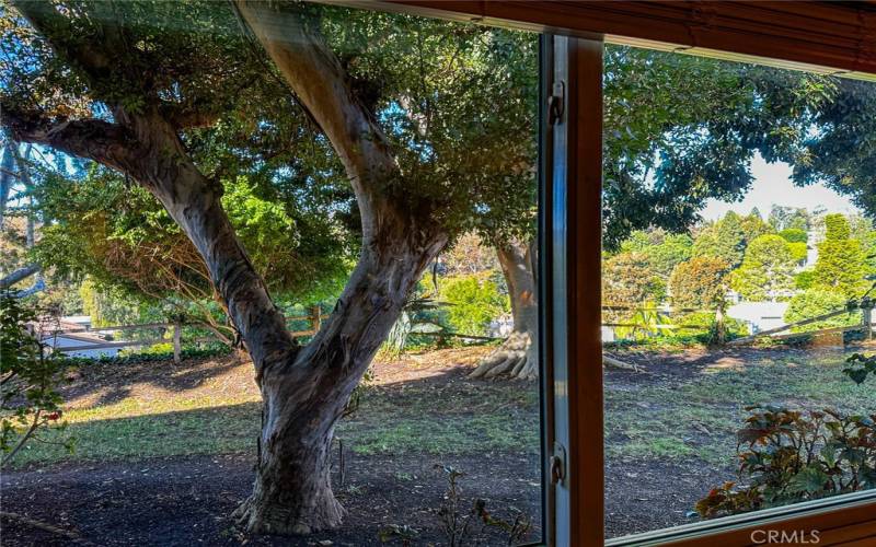 VIEW OF TREES FROM ENCLOSED BALCONY