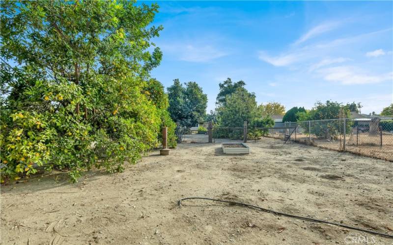 Citrus trees. View of the home from the far edge of the property. Putting in perspective the large lot 17,040 sqft lot size.