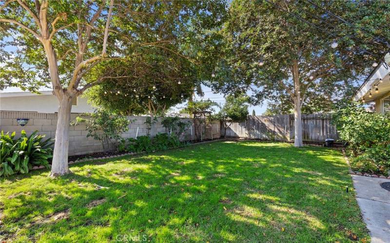 Grassy area in Backyard