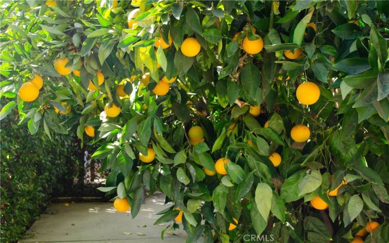 Lemon tree