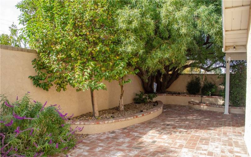 Backyard with citrus trees and covered patio