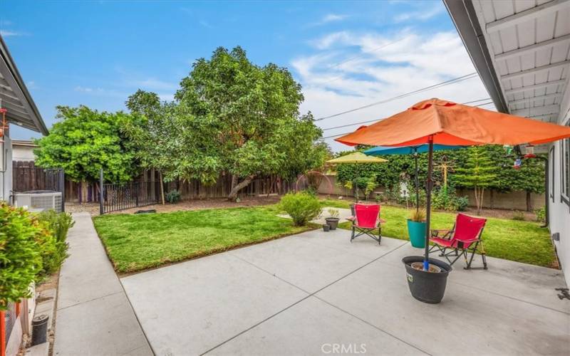 Wonderful outdoor living area with producing avocado tree.